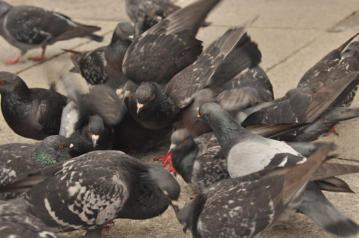 Pigeons donated to St. Mark's Square in Venice