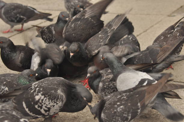 Pigeons donated to St. Mark's Square in Venice Pigeons donated to St. Mark's Square in Venice squab pigeon meat stock pictures, royalty-free photos & images