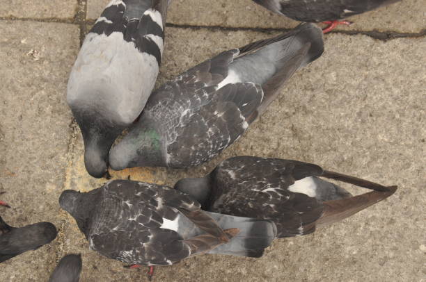 piccioni donati a piazza san marco a venezia - picking a fight foto e immagini stock