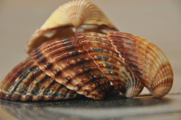 istock Shellfish, snails from the Mediterranean Sea on the beach in Italy. 1136317529