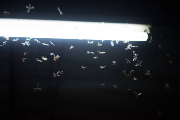 istock moth flying in the fire ,the neon light in night time, it's raining time. 1136318694