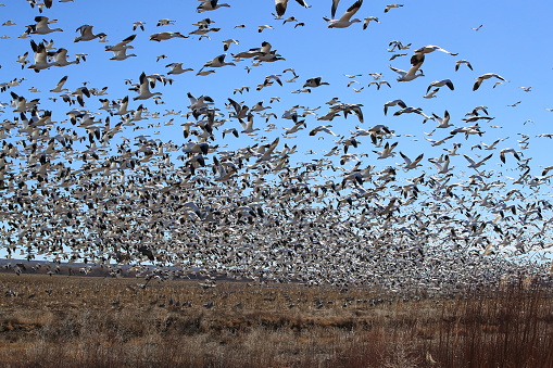 Snow geese Bosque del Apache, New Mexico USA