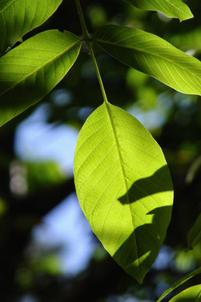 istock Close-Up Of Walnut Leaves 1136322593