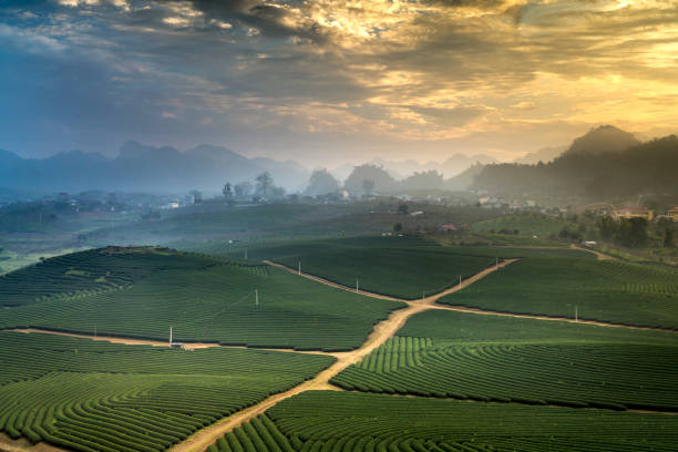istock misty morning in green tea hill on Moc Chau Highland 1136322718