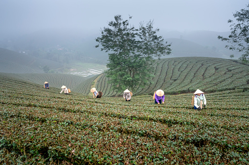 Long Coc tea hill, Phu Tho province, Vietnam - January 8, 2019: The women harvesting green tea on Long Coc tea hill in Phu Tho province, Vietnam
