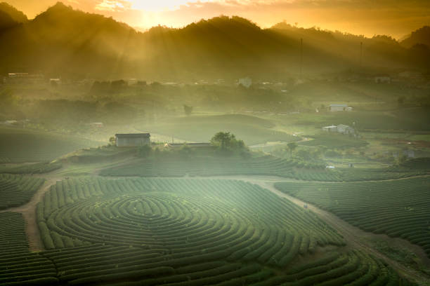 misty morning in green tea hill on Moc Chau Highland
