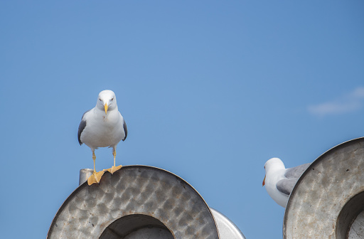 Seagulls on building.