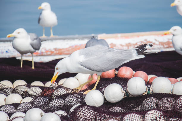 Seagulls on a fishing boat.