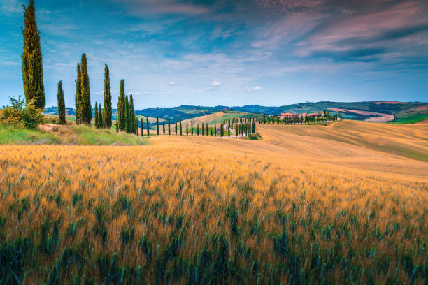 paisaje de toscana con campos de cereales y carretera rural curva, italia - tuscan cypress fotografías e imágenes de stock