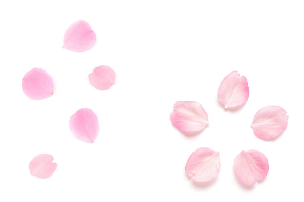 istock Japanese pink cherry blossom petal isolated on white background 1136327577