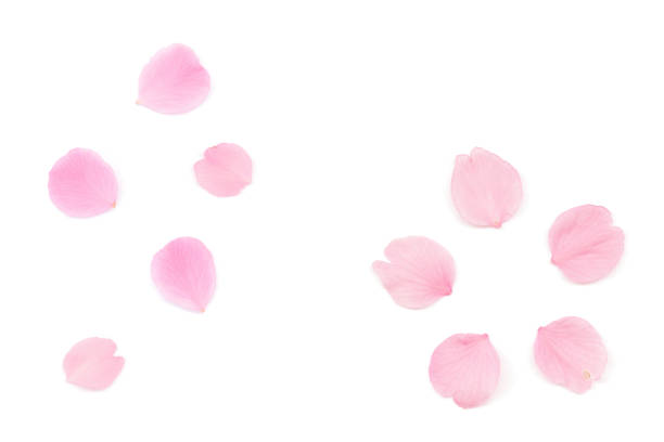 istock Japanese pink cherry blossom petal isolated on white background 1136327580
