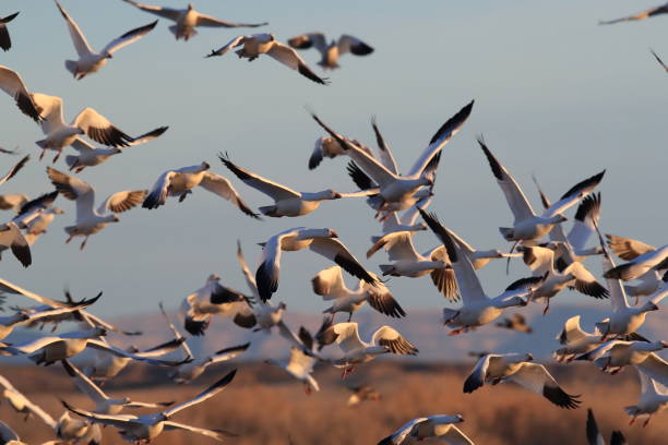 istock Snow geese Bosque del Apache, New Mexico USA 1136327772
