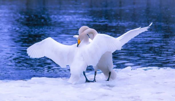 白鳥を抱きしめてフィンランドのカヤーニからの写真。 - photography young animal bird young bird ストックフォトと画像