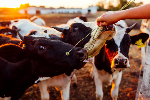 agricoltore che nutre le mucche con erba nel cortile della fattoria al tramonto. bestiame che mangia e cammina all'aperto. - bestiame bovino di friesian foto e immagini stock