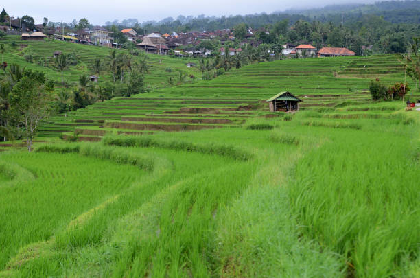 istock Beautiful Jatiluwih rice terraces in Bali 1136330382