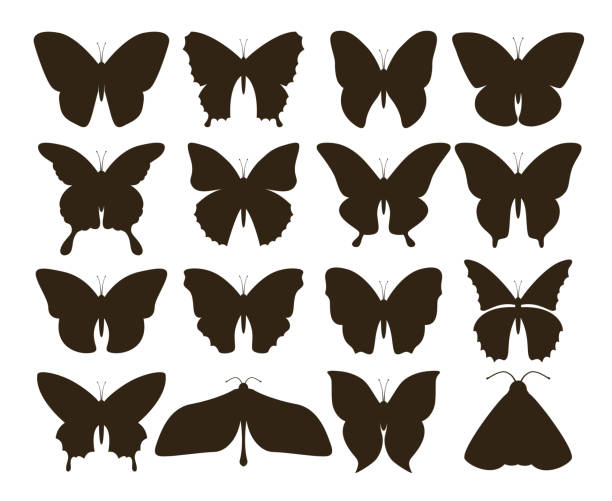 Silhouette butterflies. Simple collection of hand drawn black tattoo shapes, vintage insect set. Vector butterfly drawing Silhouette butterflies. Simple collection of hand drawn black tattoo shapes, vintage fly insect set. Vector butterfly drawing butterfly tattoo stencil stock illustrations