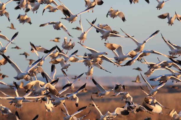 istock Snow geese Bosque del Apache, New Mexico USA 1136332494