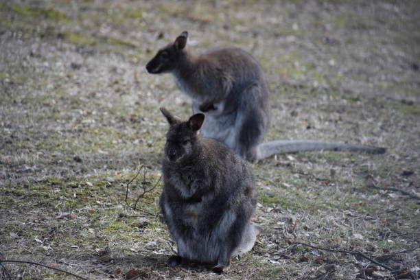 istock Two sweet kangaroos on a green meadow in a park in Germany 1136334865