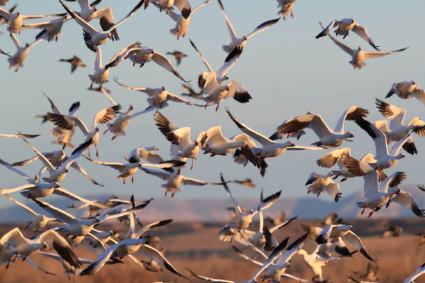istock Snow geese Bosque del Apache, New Mexico USA 1136335717