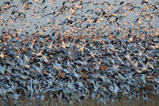 istock Snow geese Bosque del Apache, New Mexico USA 1136337032