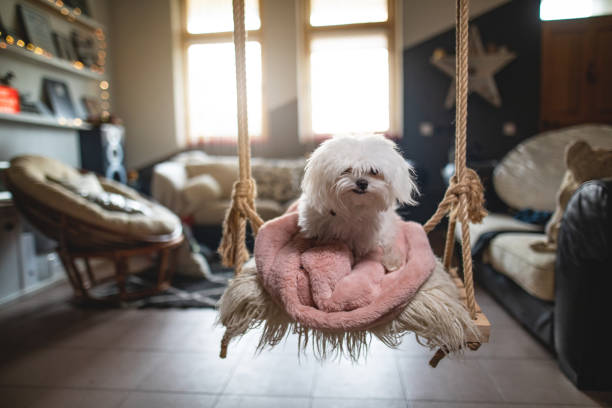 istock Cute little dog sitting on a swing 1136338231