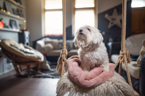 istock A dog on a indoor swing 1136338244