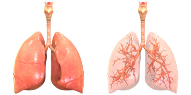 istock Human Respiratory System Lungs Anatomy 1136338253