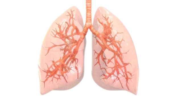 istock Human Respiratory System Lungs Anatomy 1136338265