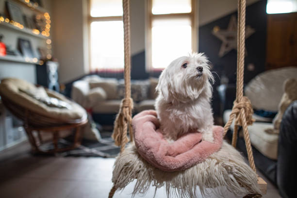 istock Little maltese dog enjoying his swing 1136338280