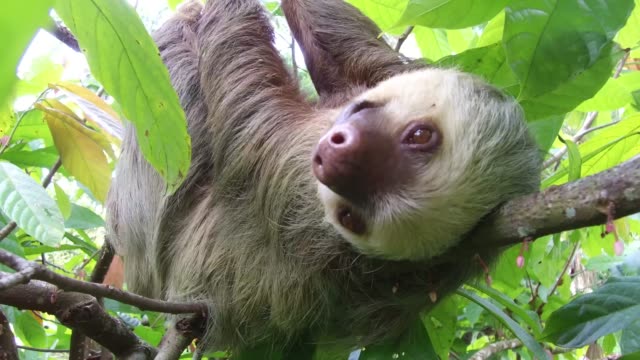 Sloth hanging on a tree branch.