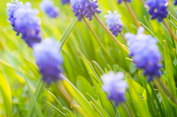 Many Grape Hyacinth or Muscari Latifolium botryoides flower bulbs blooming blue in spring Many Grape Hyacinth or Muscari Latifolium botryoides flower bulbs in the early spring season muscari latifolium stock pictures, royalty-free photos & images