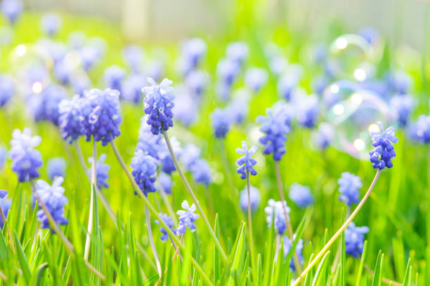 Many Grape Hyacinth or Muscari Latifolium botryoides flower bulbs blooming blue in spring Many Grape Hyacinth or Muscari Latifolium botryoides flower bulbs and soap bubbles in the early spring season muscari latifolium stock pictures, royalty-free photos & images