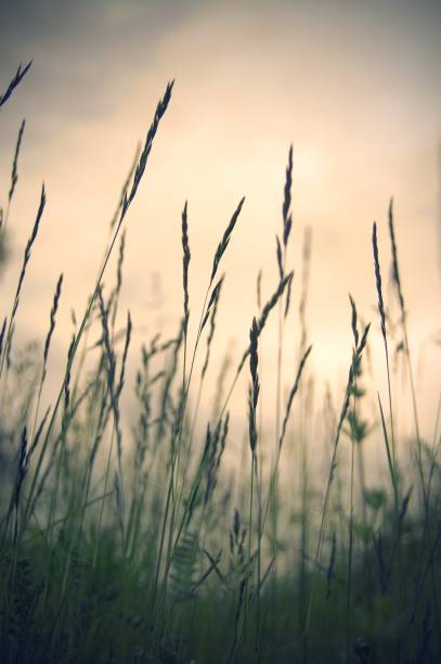 Reed plants with beautiful light yellow background. Sunrise sunset theme.