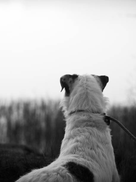 istock Cute Parson Russell Terrier Dog 1136339246