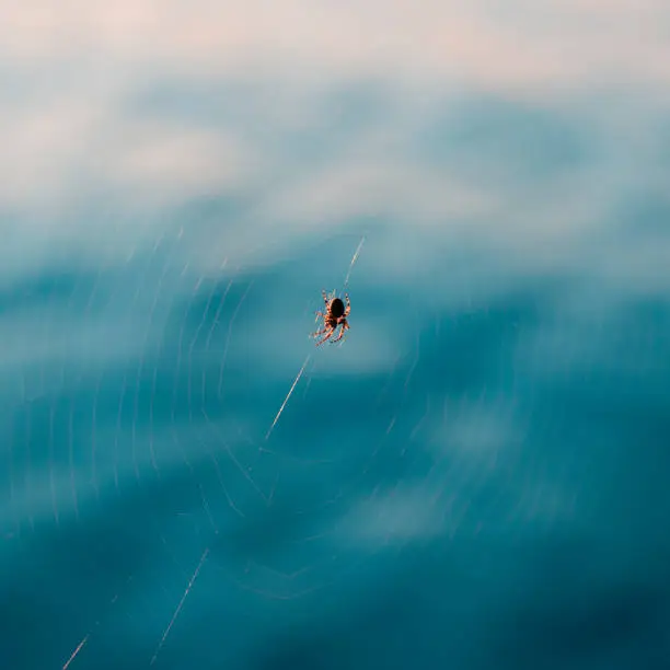 Small spider and spider web. Background with lovely blue colors from the ocean.