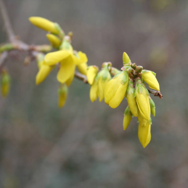 istock Forsythia yellow blossom on branch in springtime. 1136340024