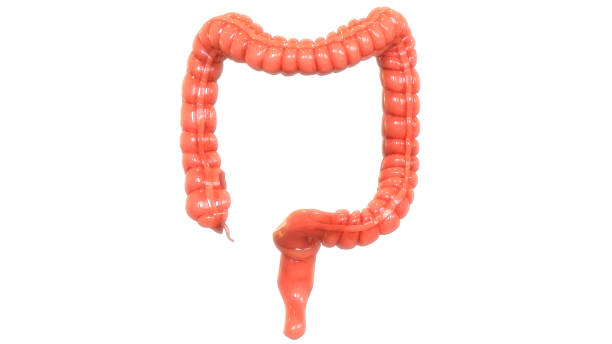 istock Human Digestive System Large Intestine Anatomy 1136341321