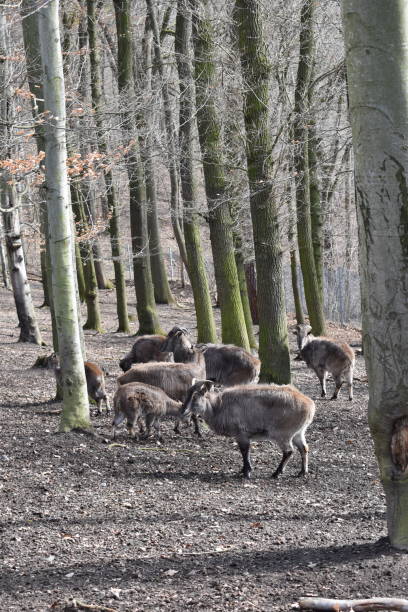 istock Brown billy goats in a forest in Germany 1136342622