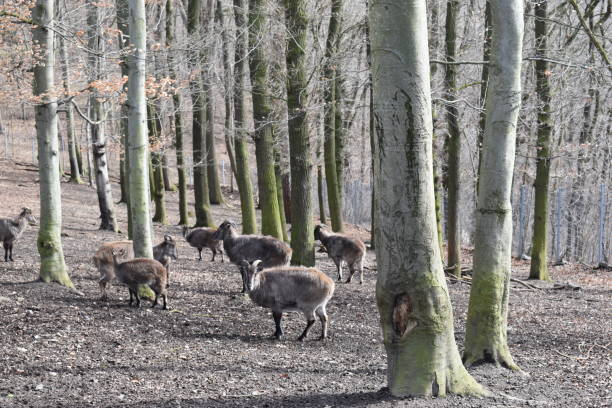 istock Brown billy goats in a forest in Germany 1136342636