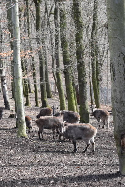 istock Brown billy goats in a forest in Germany 1136342757