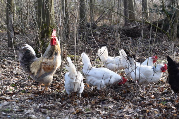 istock White rooster with many chickens in a forest in Germany 1136343614