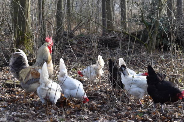 istock White rooster with many chickens in a forest in Germany 1136343652