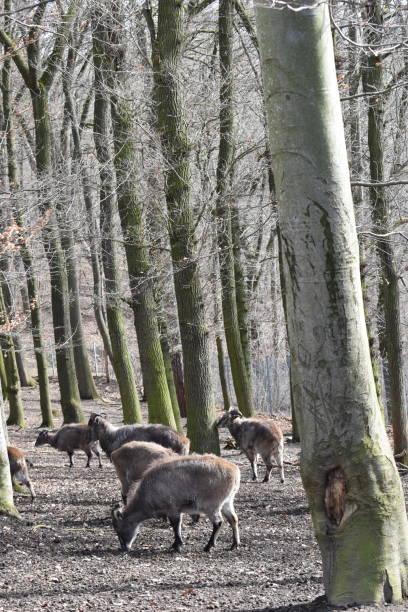 istock Brown billy goats in a forest in Germany 1136343722