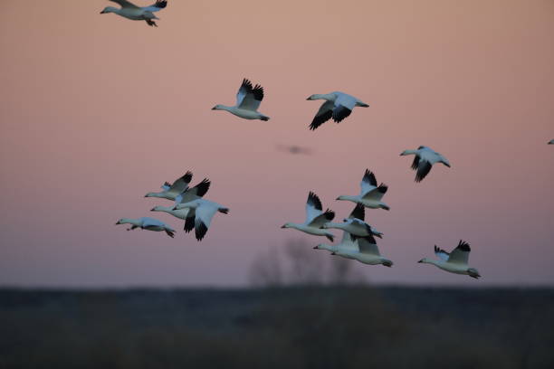 istock Snow geese Bosque del Apache, New Mexico USA 1136343811