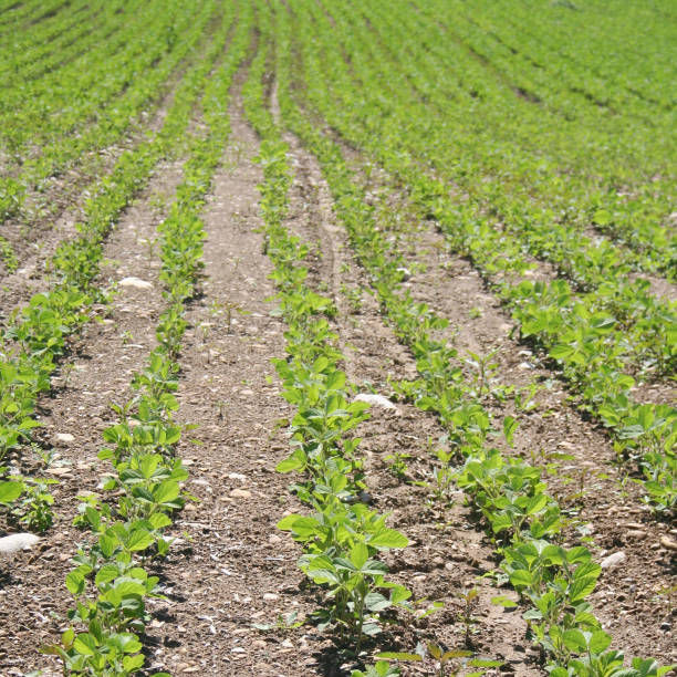 istock Soybean plant growing in the field under sunlight 1136343872