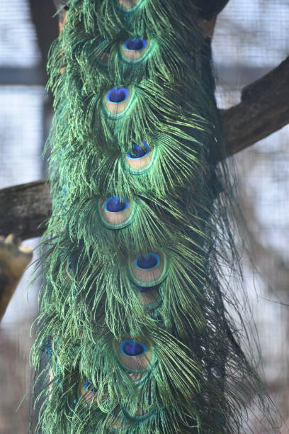istock Colorful feathers of a peacock - can be used as a background 1136344023