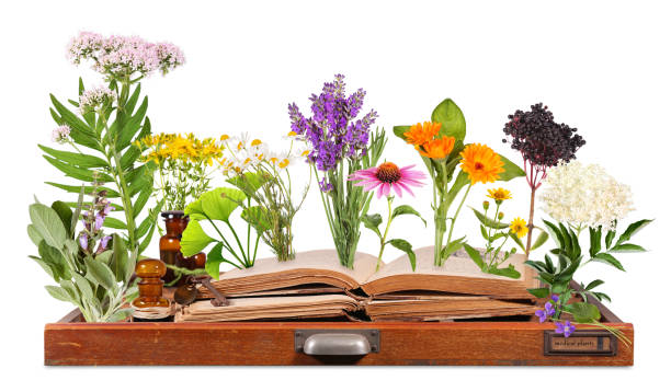 오래 된 책과 편지 케이스와 의료 식물 - alternative medicine herbal medicine echinacea herb 뉴스 사진 이미지