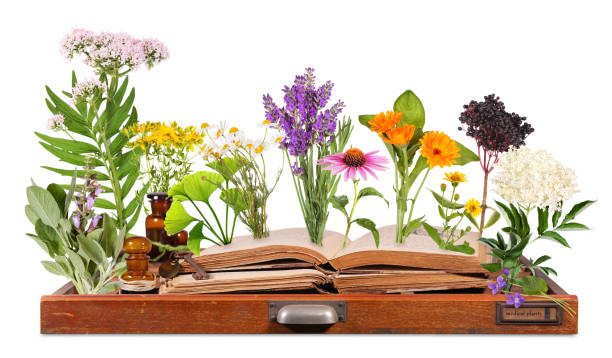 medical plants with old books and letter case - mixed herbs imagens e fotografias de stock