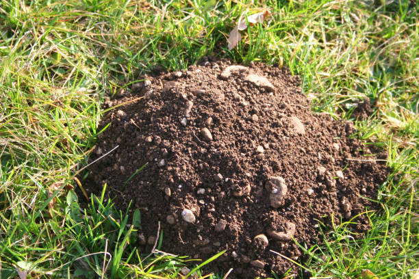 istock Mound of a mole in the meadow. 1136344842