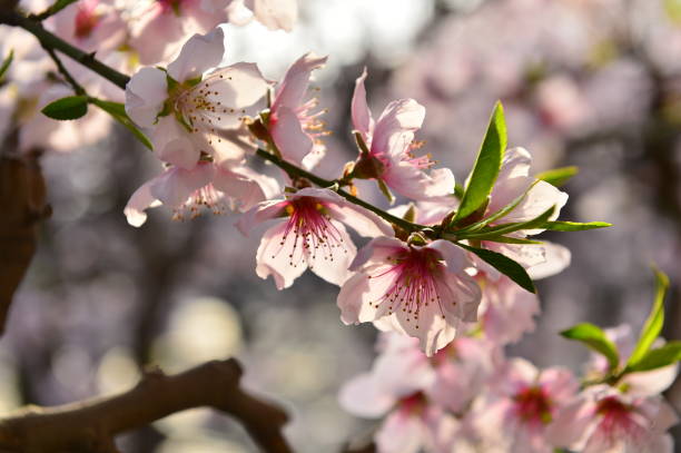 In full bloom in the peach blossom In full bloom in the peach blossom Nectarine stock pictures, royalty-free photos & images